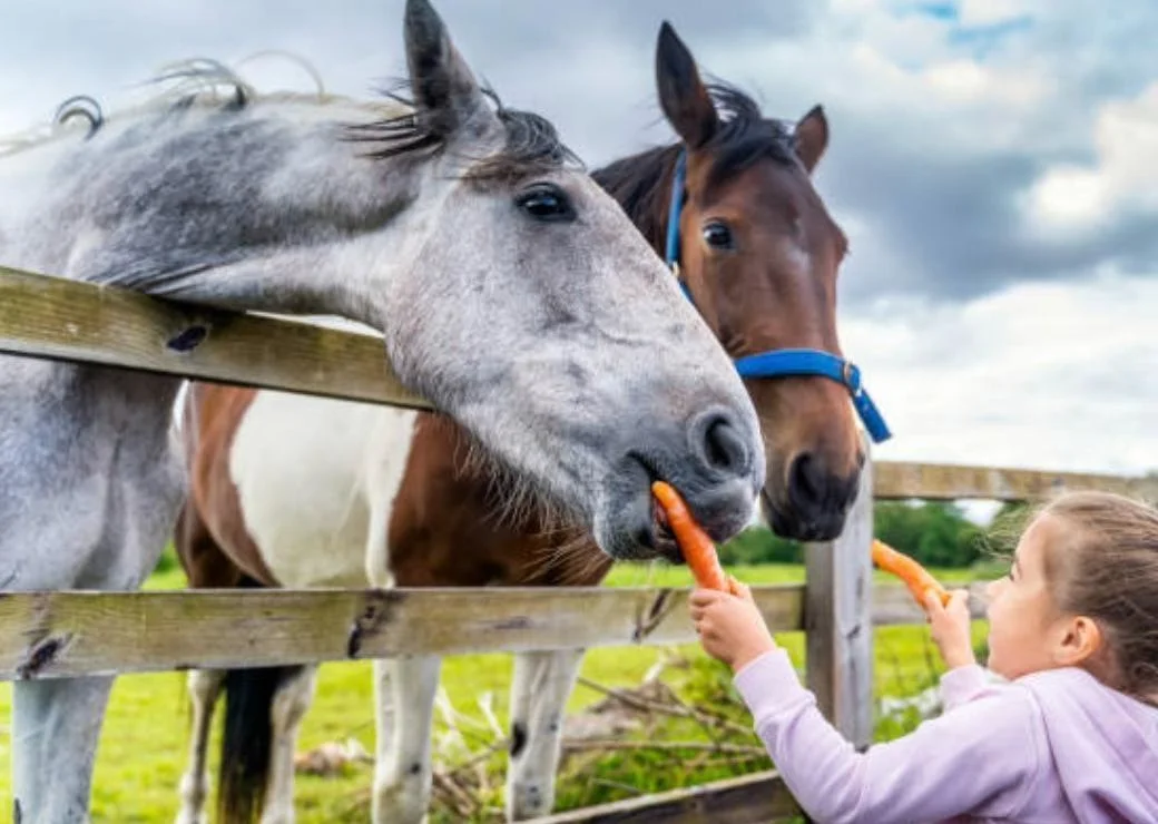 A child offering carrots to two horses over a wooden fence