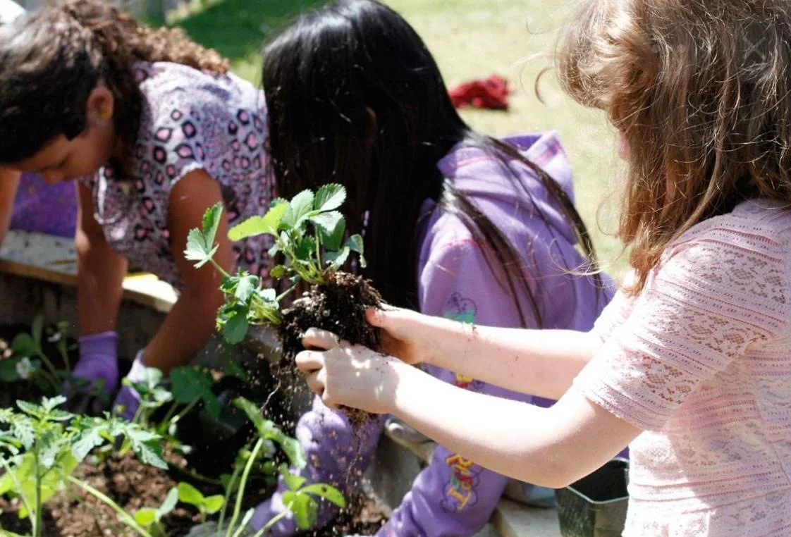 Children planting strawberry seedlings in soil